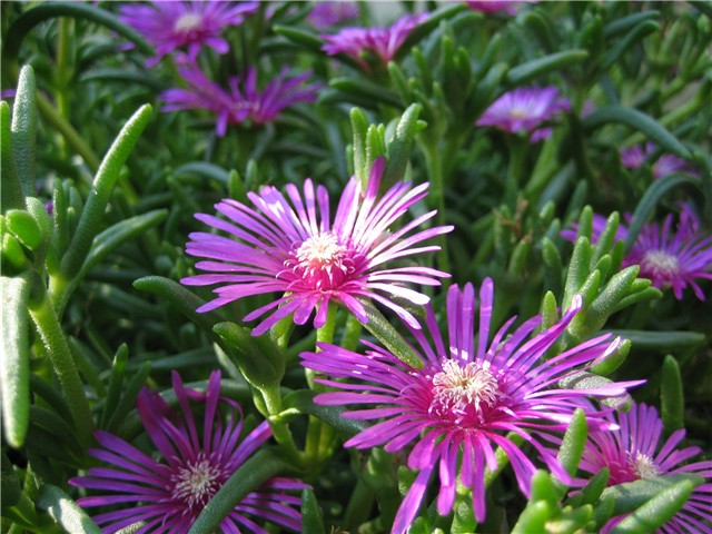 delospermum